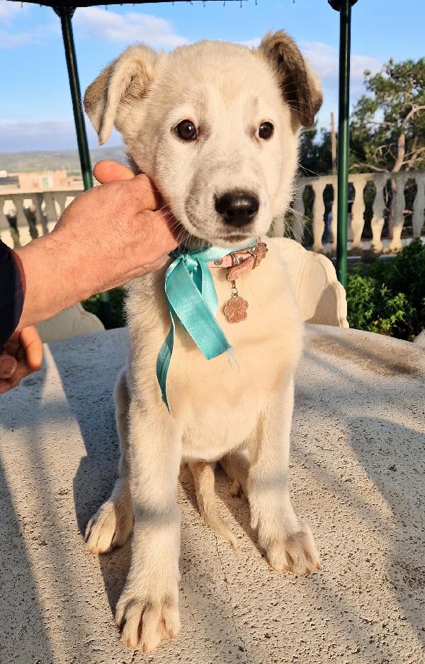 DAISY,ADOTTABILE IN TUTTA ITALIA! Foto 10